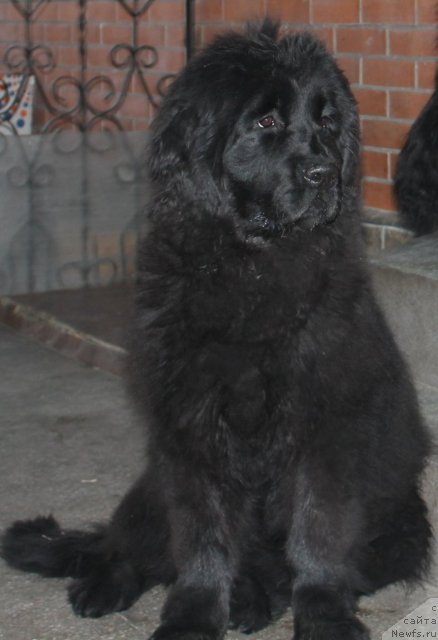 Фото: ньюфаундленд Markiza iz Medvej'ego YAra (Маркиза из Медвежьего Яра)