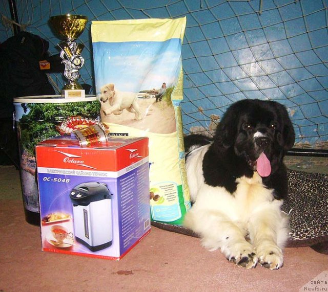 Фото: ньюфаундленд Super Premium Zheneva (Супер Премиум Женева)