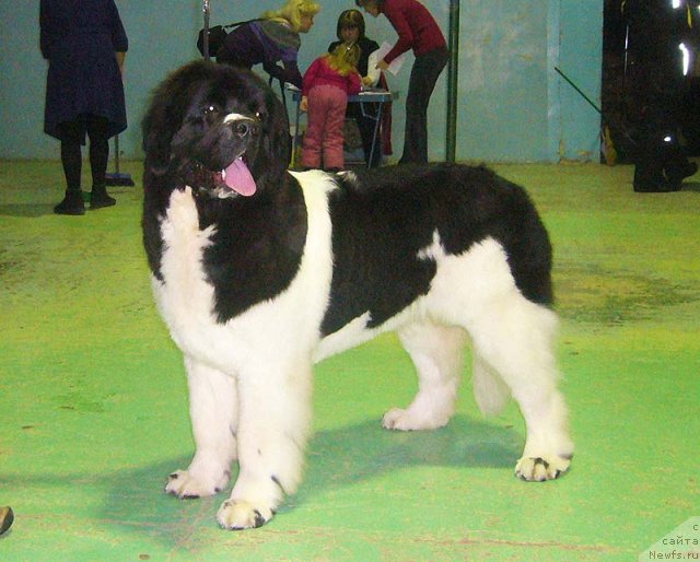 Фото: ньюфаундленд Super Premium Zheneva (Супер Премиум Женева)