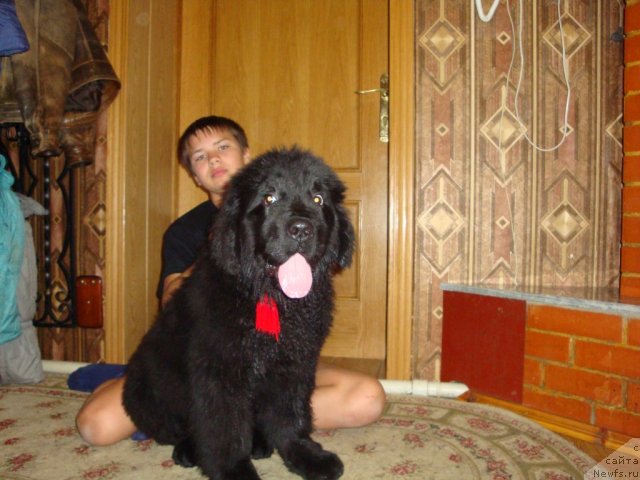 Фото: ньюфаундленд Ih Visochestvo Gloria Airis (Их Высочество Глория Айрис)