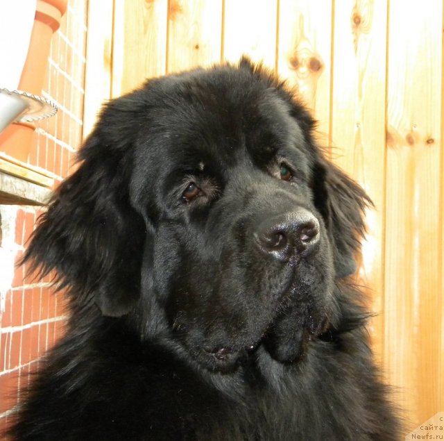 Фото: ньюфаундленд Aquatoriya Kelvin Kadril (Акватория Келвин Кадриль)