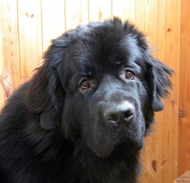 Фото: ньюфаундленд Aquatoriya Kelvin Kadril (Акватория Келвин Кадриль)