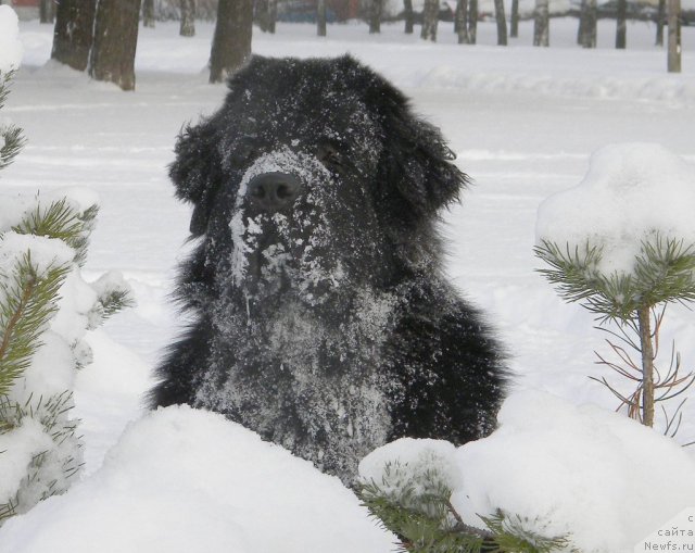 Фото: ньюфаундленд Aquatoriya Kelvin Kadril (Акватория Келвин Кадриль)