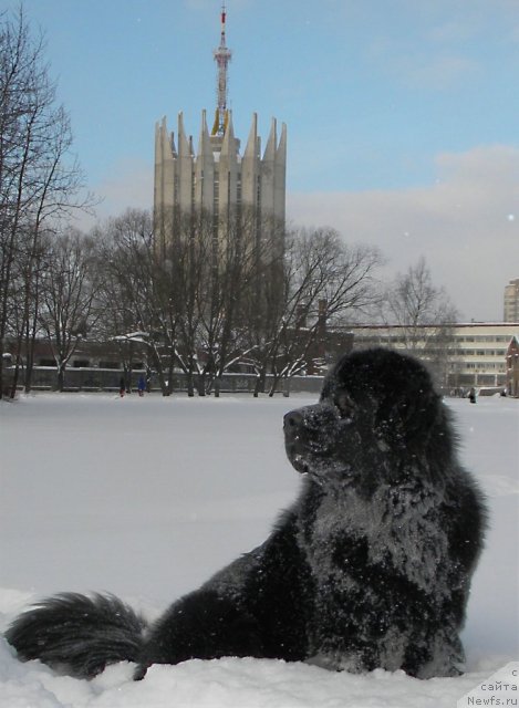 Фото: ньюфаундленд Aquatoriya Kelvin Kadril (Акватория Келвин Кадриль)