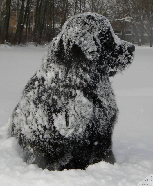 Фото: ньюфаундленд Aquatoriya Kelvin Kadril (Акватория Келвин Кадриль)