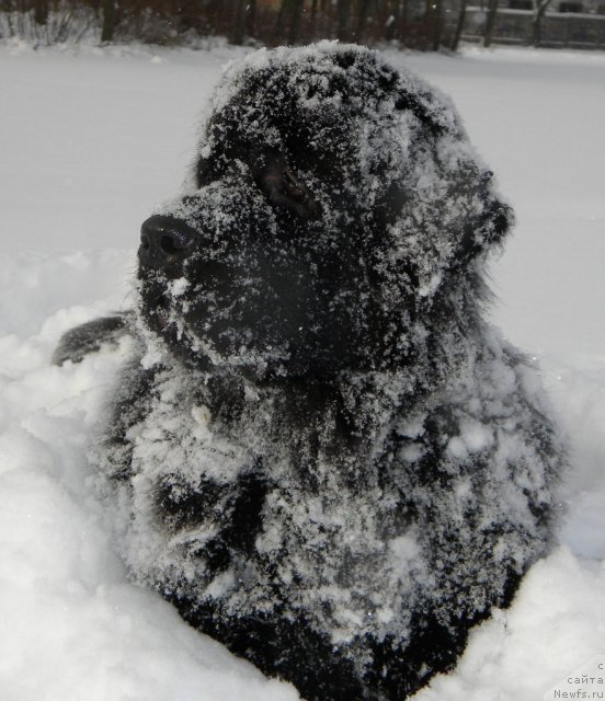 Фото: ньюфаундленд Aquatoriya Kelvin Kadril (Акватория Келвин Кадриль)