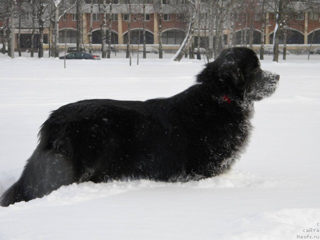 Фото: ньюфаундленд Aquatoriya Kelvin Kadril (Акватория Келвин Кадриль)
