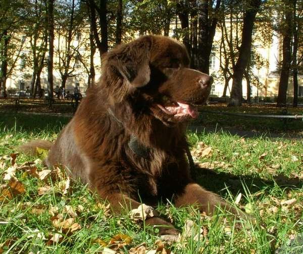 Фото: ньюфаундленд Elisey s Berega Dona (Елисей с Берега Дона)