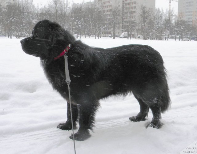 Фото: ньюфаундленд Aquatoriya Kelvin Kadril (Акватория Келвин Кадриль)