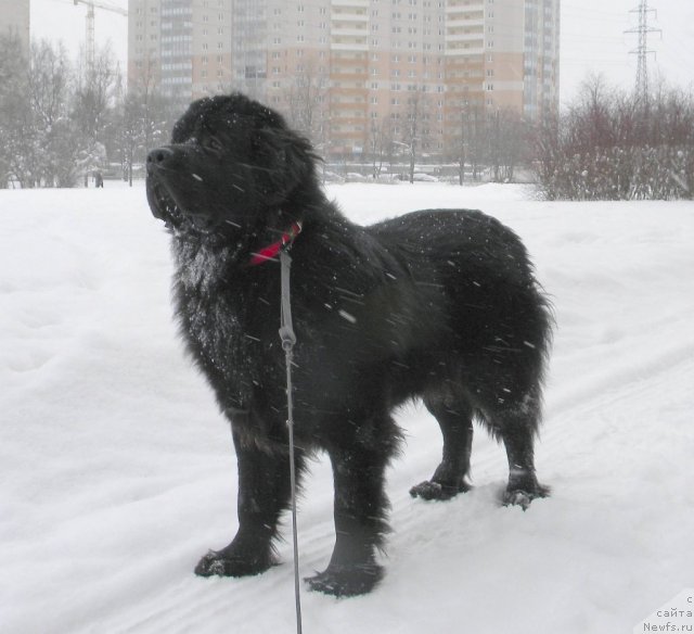 Фото: ньюфаундленд Aquatoriya Kelvin Kadril (Акватория Келвин Кадриль)