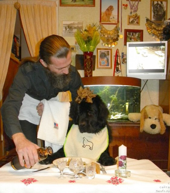 Фото: ньюфаундленд Aquatoriya Kelvin Kadril (Акватория Келвин Кадриль), Aleksandr Jakov (Александр Жаков)