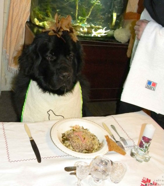 Фото: ньюфаундленд Aquatoriya Kelvin Kadril (Акватория Келвин Кадриль)