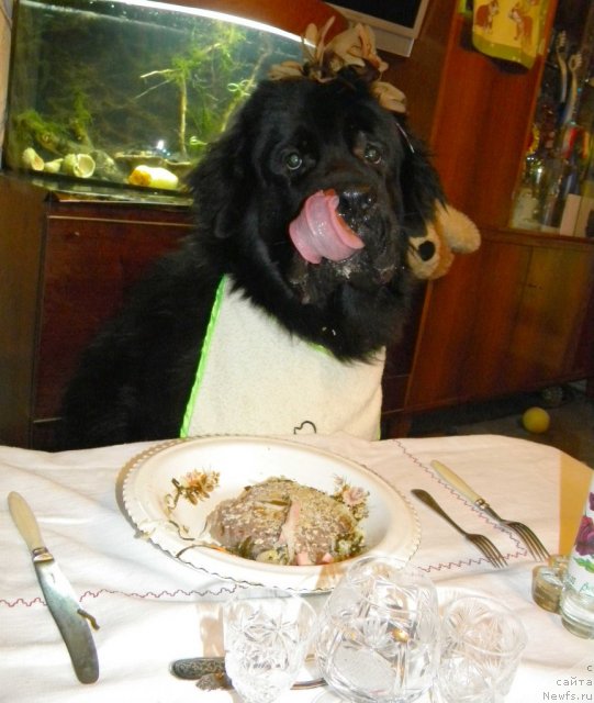 Фото: ньюфаундленд Aquatoriya Kelvin Kadril (Акватория Келвин Кадриль)