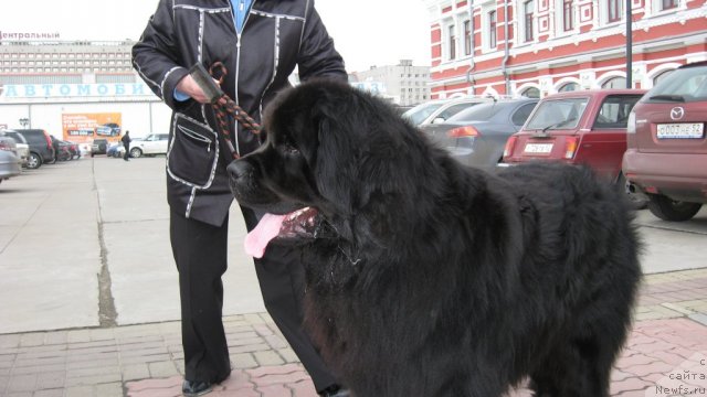 Фото: ньюфаундленд Znay Nashih iz Antagrada (Знай Наших из Антаграда)