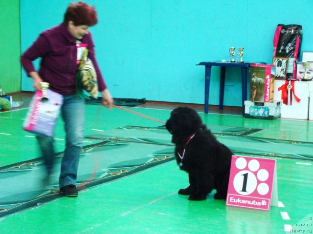 Фото: ньюфаундленд Navarro Dyelyuks iz Medvej'ego YAra (Наварро Дэлюкс из Медвежьего Яра)