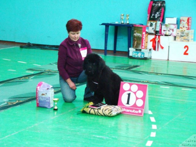 Фото: ньюфаундленд Navarro Dyelyuks iz Medvej'ego YAra (Наварро Дэлюкс из Медвежьего Яра), Nadejda Strel'cova (Надежда Стрельцова)