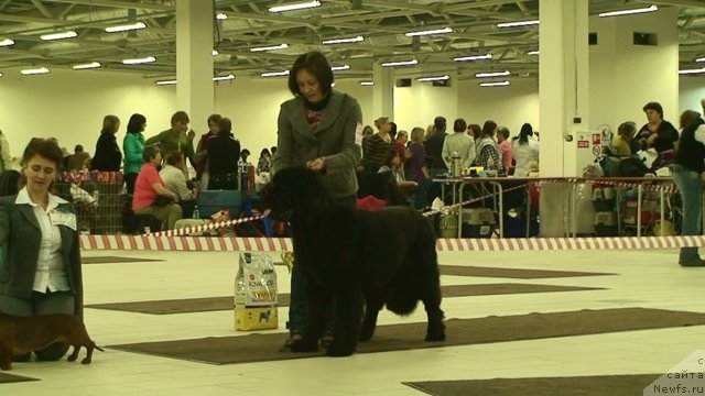 Фото: ньюфаундленд Beguschaya po Volnam Sun in My Hand (Бегущая по Волнам Сун ин Му Ханд)