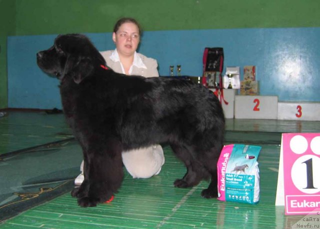 Фото: ньюфаундленд Markiza Angelov iz Tihogo Omuta (Маркиза Ангелов из Тихого Омута)