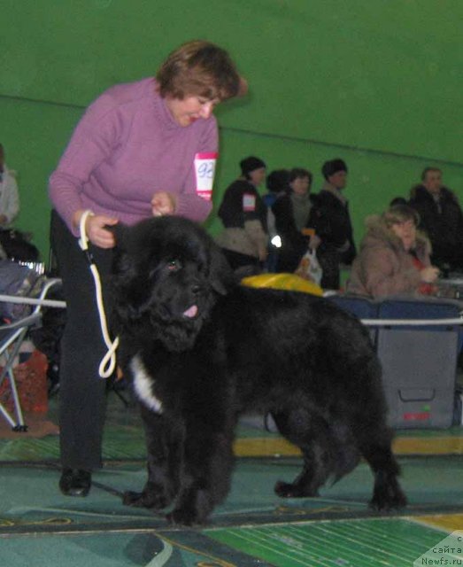 Фото: ньюфаундленд Martin Lyuter King iz Tihogo Omuta (Мартин Лютер Кинг из Тихого Омута)