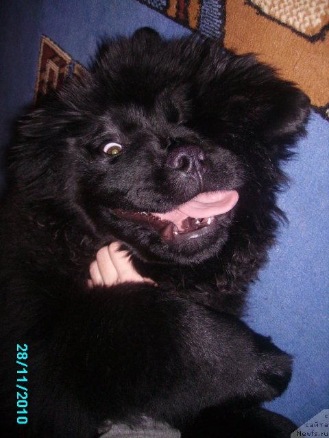 Фото: ньюфаундленд Ih Vyisochestvo Vladlena Madjiks (Их Высочество Владлена Маджикс)