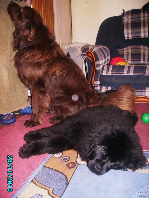 Фото: ньюфаундленд Ih Vyisochestvo Vladlena Madjiks (Их Высочество Владлена Маджикс), Дан