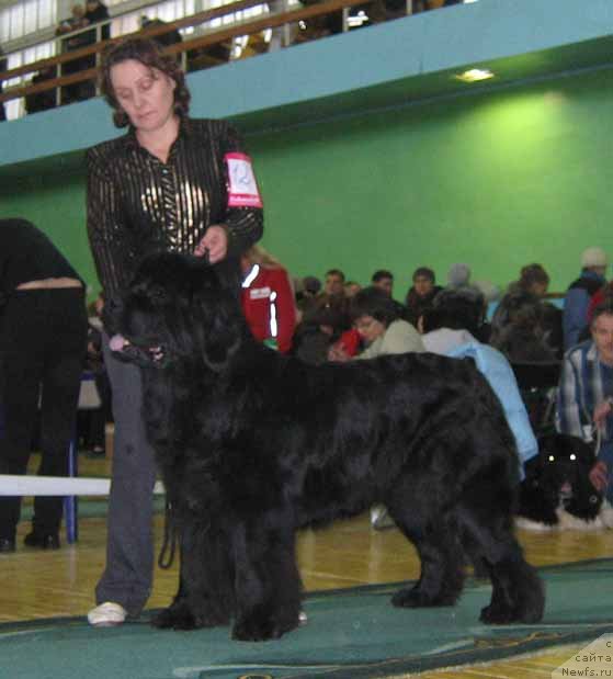 Фото: ньюфаундленд Shon O'Konnori Agent 007 (Шон О'Коннори Агент 007)