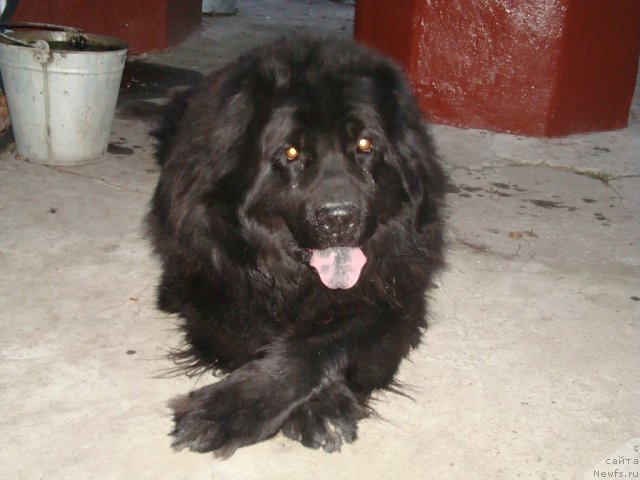 Фото: ньюфаундленд Vityaz' s Berega Dona (Витязь с Берега Дона)