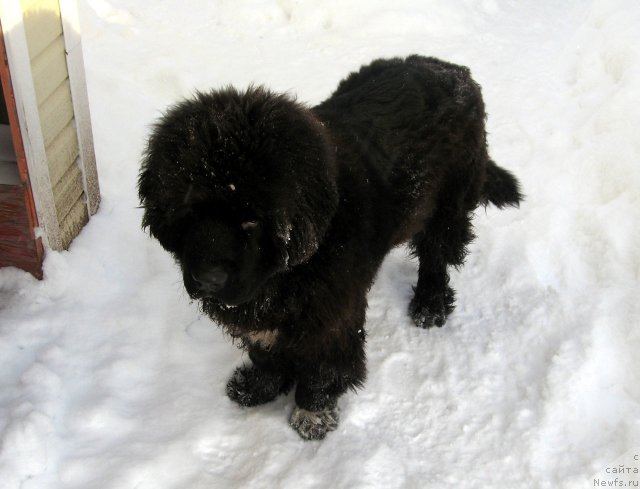 Фото: ньюфаундленд Pitern'yuf CHupa-CHups (Питерньюф Чупа-Чупс)