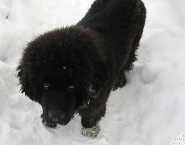 Фото: ньюфаундленд Pitern'yuf CHupa-CHups (Питерньюф Чупа-Чупс)