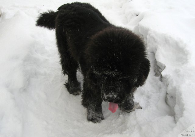 Фото: ньюфаундленд Pitern'yuf CHupa-CHups (Питерньюф Чупа-Чупс)