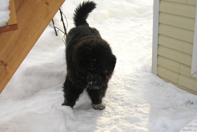 Фото: ньюфаундленд Pitern'yuf CHupa-CHups (Питерньюф Чупа-Чупс)