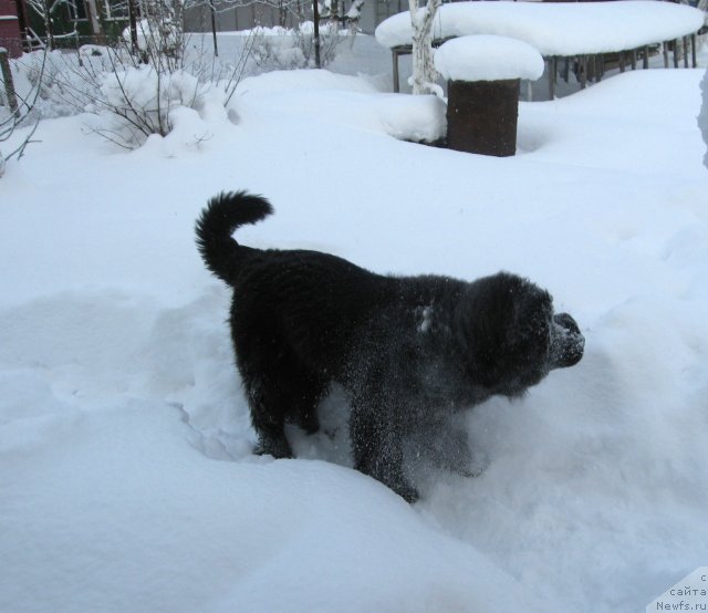 Фото: ньюфаундленд Pitern'yuf CHupa-CHups (Питерньюф Чупа-Чупс)