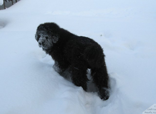 Фото: ньюфаундленд Pitern'yuf CHupa-CHups (Питерньюф Чупа-Чупс)