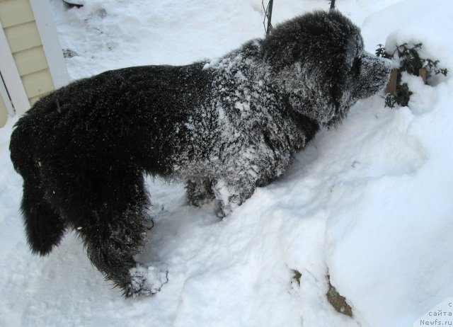 Фото: ньюфаундленд Pitern'yuf CHupa-CHups (Питерньюф Чупа-Чупс)