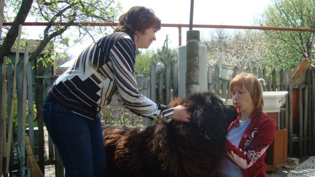 Фото: ньюфаундленд Vityaz' s Berega Dona (Витязь с Берега Дона)
