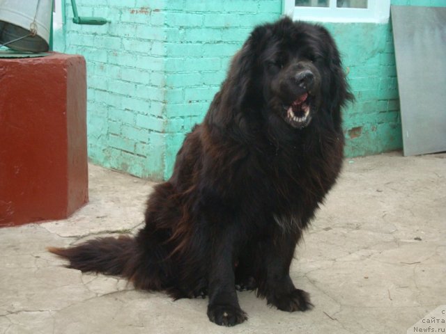 Фото: ньюфаундленд Vityaz' s Berega Dona (Витязь с Берега Дона)