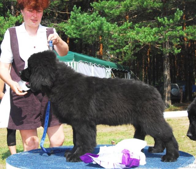 Фото: ньюфаундленд Vikontessa iz Medvejyego Yara (Виконтесса из Медвежьего Яра)