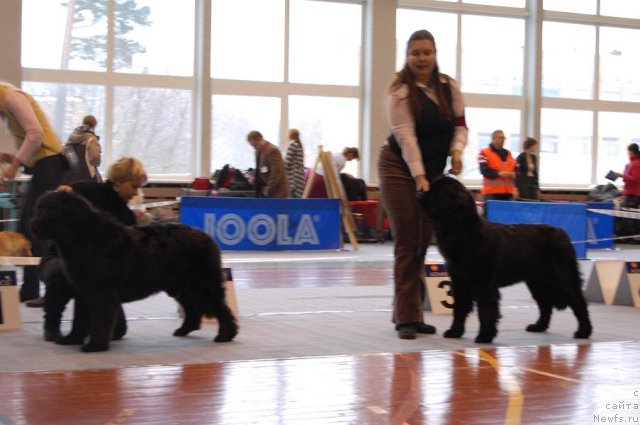 Фото: ньюфаундленд Plushevaya Panda Svetskaja Lviza (Плюшевая Панда Светская Львица), ньюфаундленд Black Imp Glamour Girl