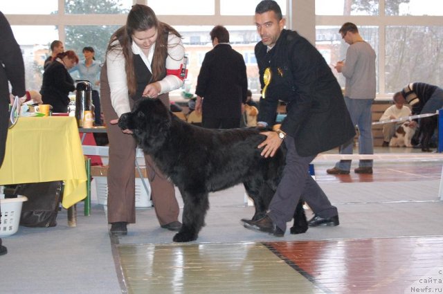 Фото: ньюфаундленд Plushevaya Panda Svetskaja Lviza (Плюшевая Панда Светская Львица)