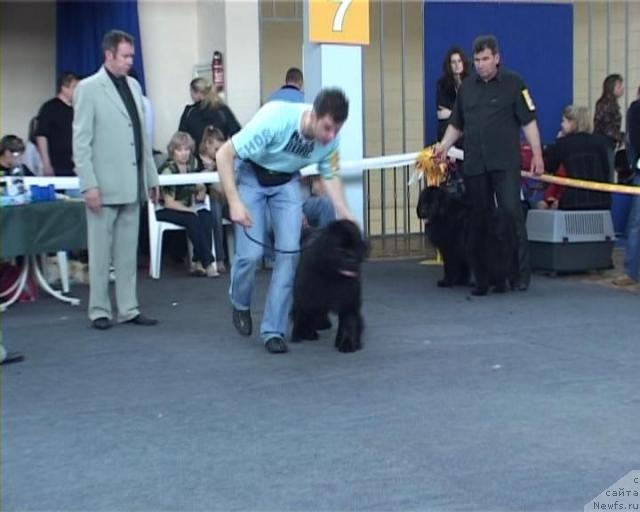 Фото: ньюфаундленд Hanesa (Ханеса)