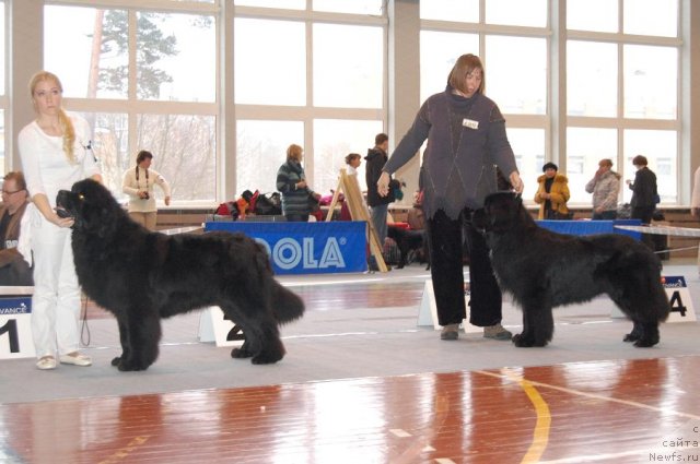 Фото: ньюфаундленд Cape Lewisporte Headbanger, ньюфаундленд Smigar Shalovlivy Medved (Смигар Шаловливый Медведь)