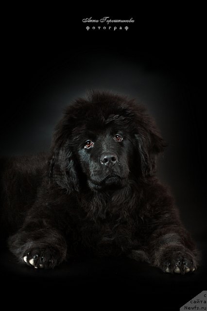 Фотография № 54092