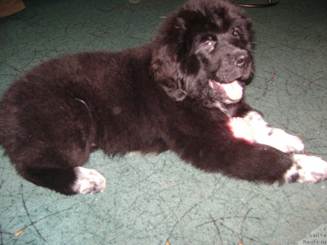 Фото: ньюфаундленд Iz Parija s Lyubov'yu (Из Парижа с Любовью)