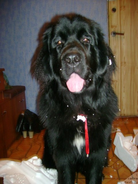 Фото: ньюфаундленд Leslley-Sia Flover (Лесли-Сиа Фловер)