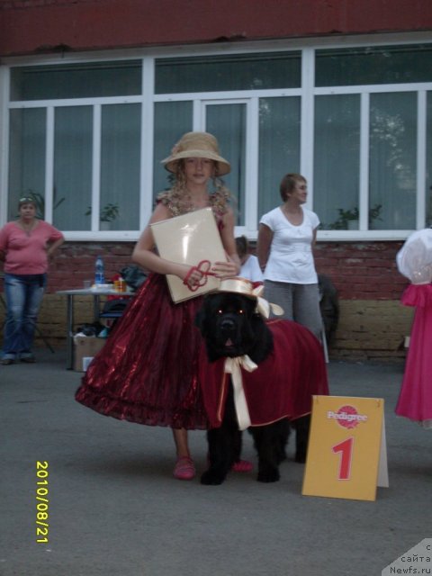 Фото: ньюфаундленд Arh B'yuti Odri Vol'naya Ptica (Арх Бьюти Одри Вольная Птица)