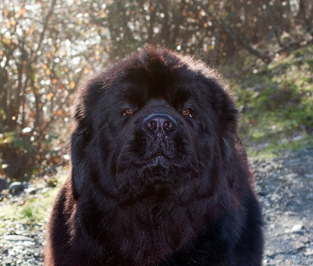 Фото: ньюфаундленд Potap Fidel' (Потап Фидель)