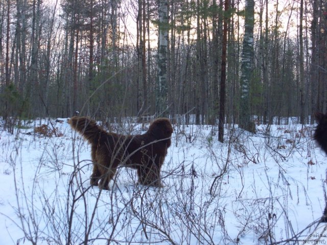 Фото: ньюфаундленд Barhatka Roskoshnaya (Бархатка Роскошная)