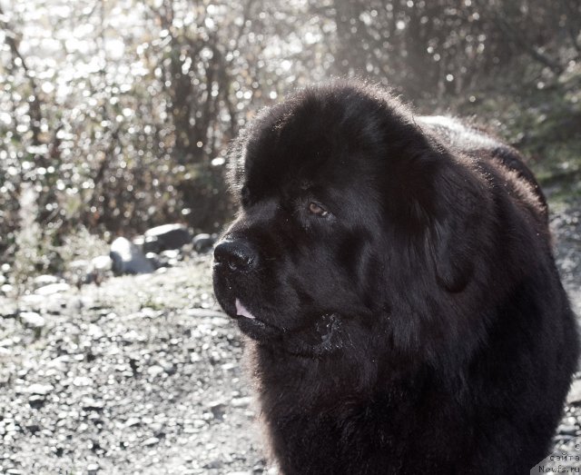 Фото: ньюфаундленд Potap Fidel' (Потап Фидель)