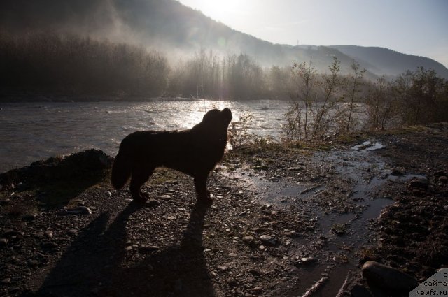 Фото: ньюфаундленд Potap Fidel' (Потап Фидель)