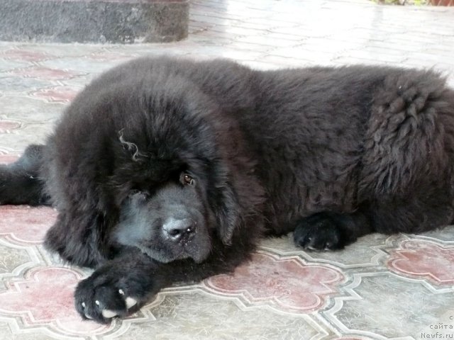 Фото: ньюфаундленд Beher YUlius Gold (Бехер Юлиус Голд)